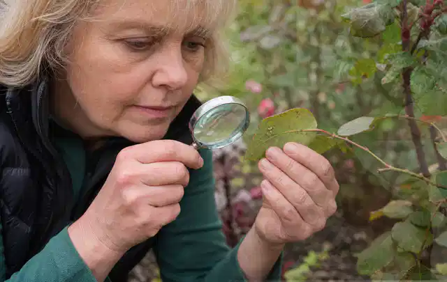 Person untersucht Blätter im Garten auf Schädlinge und Krankheitssymptome; Thema Spinnmilben, Schwerpunkt Gewächshaus; Kontrolle.