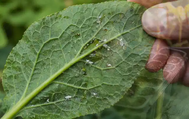 Hand hält ein Blatt mit kleinen hellen Schädlingen auf der Unterseite; Thema Spinnmilben, Schwerpunkt Gewächshaus; Ergebnis.