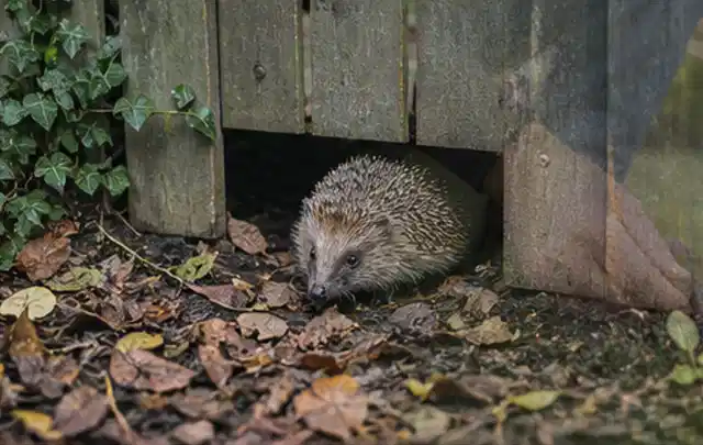 Igel nutzt einen bodennahen Durchgang unter einem hölzernen Gartenzaun; Thema Spinnmilben, Schwerpunkt Gewächshaus; Praxisalltag.