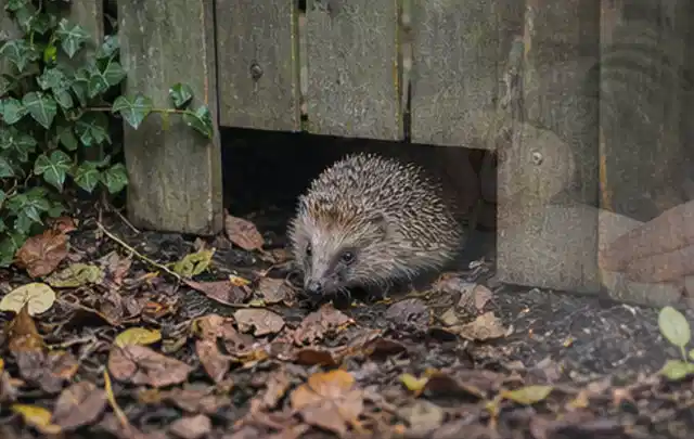 Igel nutzt einen bodennahen Durchgang unter einem hölzernen Gartenzaun; Thema Spinnmilben, Schwerpunkt Giftfreie Hilfe; Umsetzung.