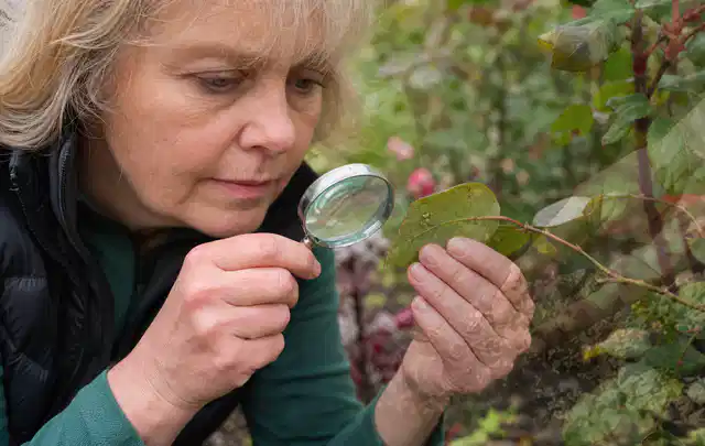 Person untersucht Blätter im Garten auf Schädlinge und Krankheitssymptome; Thema Spinnmilben, Schwerpunkt Hausmittel; Ausgangslage.
