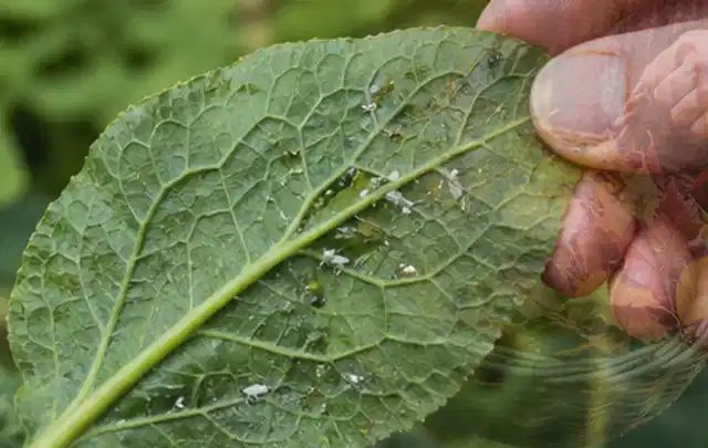 Hand hält ein Blatt mit kleinen hellen Schädlingen auf der Unterseite; Thema Spinnmilben, Schwerpunkt Hausmittel; Kontrolle.