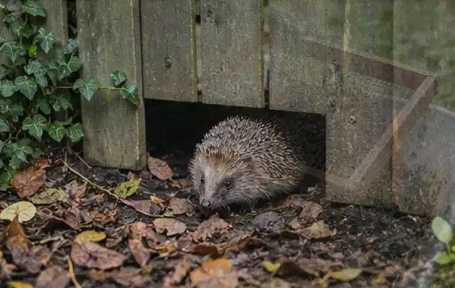 Igel nutzt einen bodennahen Durchgang unter einem hölzernen Gartenzaun; Thema Spinnmilben, Schwerpunkt Hausmittel; Praxisalltag.