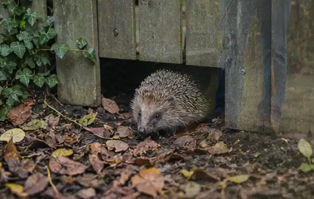 Igel nutzt einen bodennahen Durchgang unter einem hölzernen Gartenzaun; Thema Spinnmilben, Schwerpunkt Natürliche Bekämpfung; Ausgangslage.