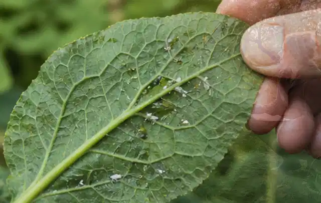 Hand hält ein Blatt mit kleinen hellen Schädlingen auf der Unterseite; Thema Spinnmilben, Schwerpunkt Natürliche Bekämpfung; Praxisalltag.