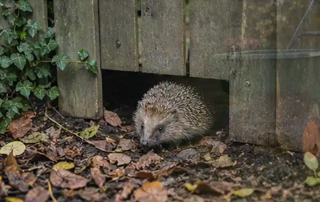 Igel nutzt einen bodennahen Durchgang unter einem hölzernen Gartenzaun; Thema Spinnmilben, Schwerpunkt Nützlinge; Ausgangslage.