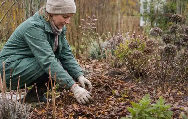 Person verteilt eine schützende Mulchschicht zwischen winterlichen Stauden; Thema Spinnmilben, Schwerpunkt Nützlinge; Umsetzung.