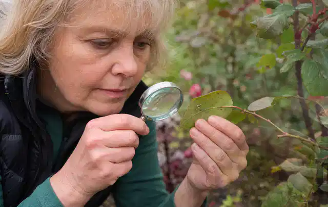 Person untersucht Blätter im Garten auf Schädlinge und Krankheitssymptome; Thema Spinnmilben, Schwerpunkt Nützlinge; Kontrolle.