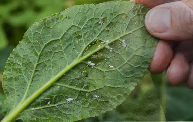 Hand hält ein Blatt mit kleinen hellen Schädlingen auf der Unterseite; Thema Spinnmilben, Schwerpunkt Pflanzenhilfe; Ausgangslage.