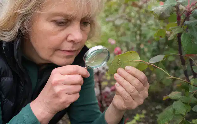 Person untersucht Blätter im Garten auf Schädlinge und Krankheitssymptome; Thema Spinnmilben, Schwerpunkt Saison; Ausgangslage.