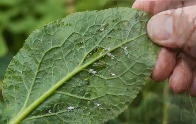Hand hält ein Blatt mit kleinen hellen Schädlingen auf der Unterseite; Thema Spinnmilben, Schwerpunkt Saison; Umsetzung.