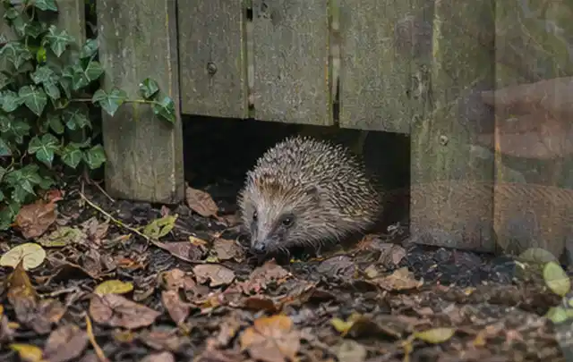 Igel nutzt einen bodennahen Durchgang unter einem hölzernen Gartenzaun; Thema Spinnmilben, Schwerpunkt Saison; Ergebnis.