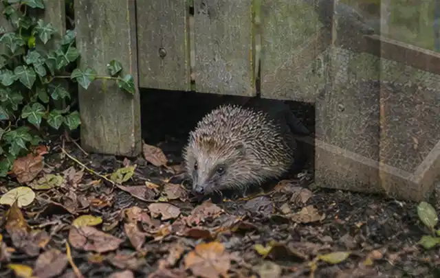 Igel nutzt einen bodennahen Durchgang unter einem hölzernen Gartenzaun; Thema Spinnmilben, Schwerpunkt Schadbild; Kontrolle.