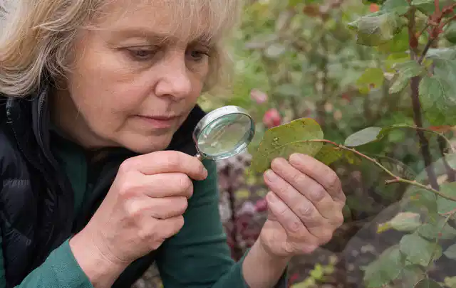 Person untersucht Blätter im Garten auf Schädlinge und Krankheitssymptome; Thema Spinnmilben, Schwerpunkt Schadbild; Ergebnis.