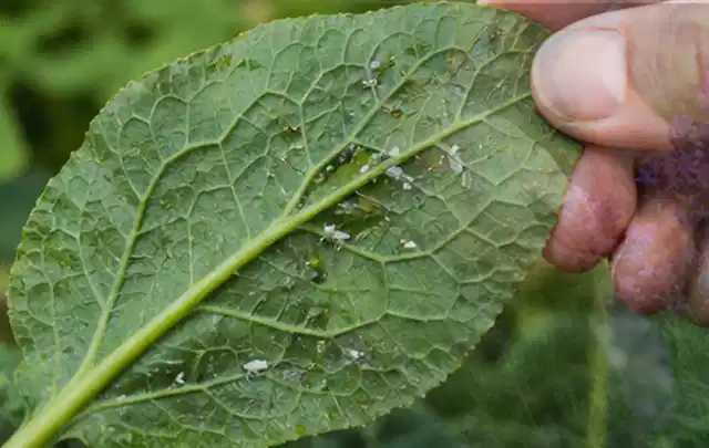 Hand hält ein Blatt mit kleinen hellen Schädlingen auf der Unterseite; Thema Spinnmilben, Schwerpunkt Ursachen; Umsetzung.