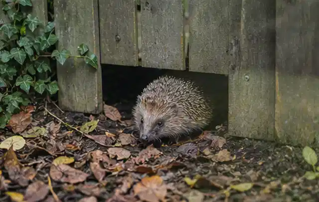 Igel nutzt einen bodennahen Durchgang unter einem hölzernen Gartenzaun; Thema Spinnmilben, Schwerpunkt Ursachen; Ergebnis.