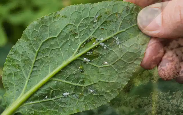 Hand hält ein Blatt mit kleinen hellen Schädlingen auf der Unterseite; Thema Spinnmilben, Schwerpunkt Vorbeugung; Umsetzung.