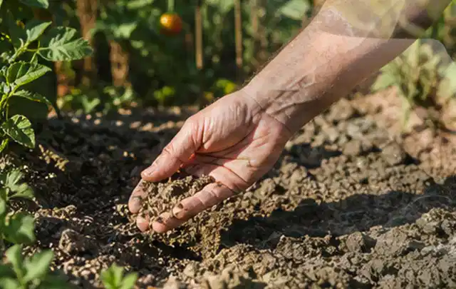 Hand prüft trockene krümelige Gartenerde während einer warmen Sommerphase; Thema Sprenger, Schwerpunkt Bewässerung; Umsetzung.