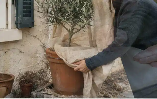 Person umhüllt eine mediterrane Kübelpflanze mit atmungsaktivem Winterschutz; Thema Stauden, Schwerpunkt Blumen; Umsetzung.