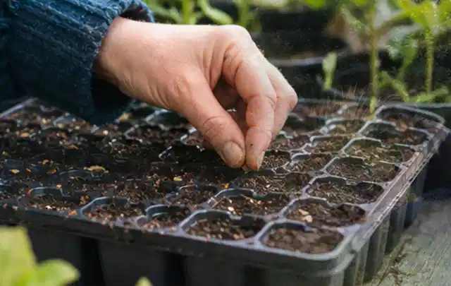 Hand legt einzelne Samen in vorbereitete Anzuchtschalen mit lockerer Erde; Thema Stauden, Schwerpunkt Blumen; Kontrolle.