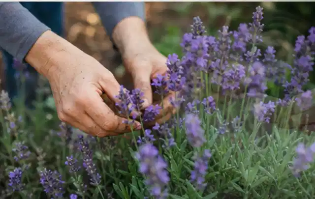 Hände pflegen blühenden Lavendel in einem natürlich angelegten Gartenbeet; Thema Stauden, Schwerpunkt Boden; Praxisalltag.