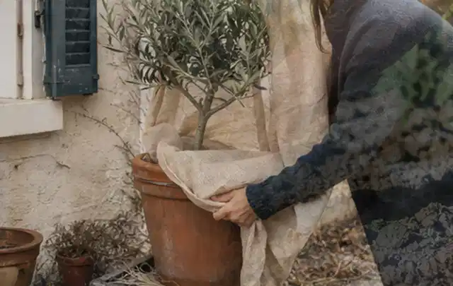Person umhüllt eine mediterrane Kübelpflanze mit atmungsaktivem Winterschutz; Thema Stauden, Schwerpunkt Düngung; Umsetzung.