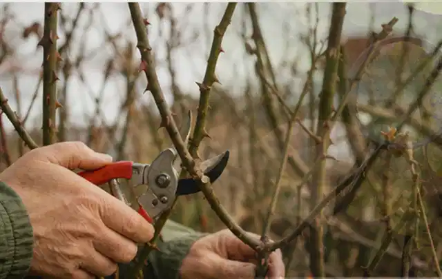 Hände schneiden einen älteren Rosenstrauch mit einer sauberen Gartenschere; Thema Stauden, Schwerpunkt Düngung; Praxisalltag.