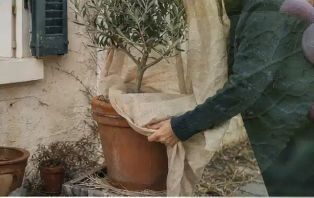 Person umhüllt eine mediterrane Kübelpflanze mit atmungsaktivem Winterschutz; Thema Stauden, Schwerpunkt Einsteigerwissen; Kontrolle.