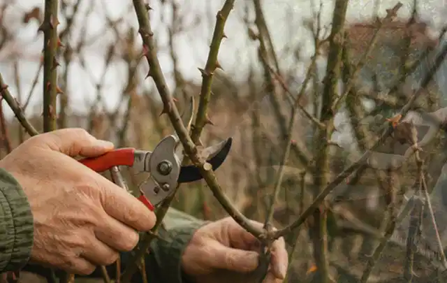Hände schneiden einen älteren Rosenstrauch mit einer sauberen Gartenschere; Thema Stauden, Schwerpunkt Einsteigerwissen; Ergebnis.