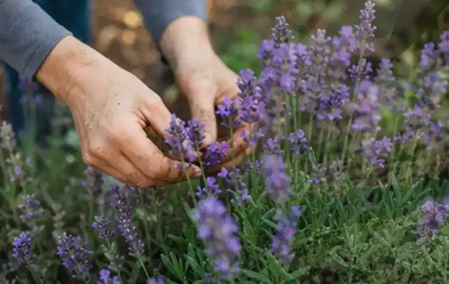 Hände pflegen blühenden Lavendel in einem natürlich angelegten Gartenbeet; Thema Stauden, Schwerpunkt Fehlerhilfe; Kontrolle.
