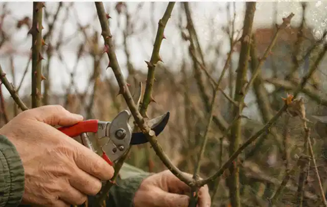 Hände schneiden einen älteren Rosenstrauch mit einer sauberen Gartenschere; Thema Stauden, Schwerpunkt Fehlerhilfe; Ergebnis.