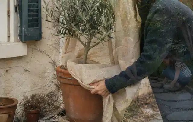 Person umhüllt eine mediterrane Kübelpflanze mit atmungsaktivem Winterschutz; Thema Stauden, Schwerpunkt Gartenpraxis; Ausgangslage.