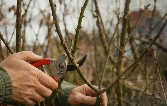 Hände schneiden einen älteren Rosenstrauch mit einer sauberen Gartenschere; Thema Stauden, Schwerpunkt Gartenpraxis; Kontrolle.