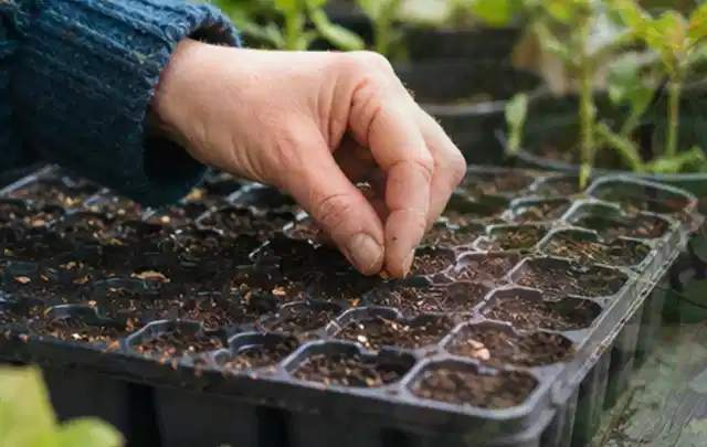 Hand legt einzelne Samen in vorbereitete Anzuchtschalen mit lockerer Erde; Thema Stauden, Schwerpunkt Jahrespflege; Praxisalltag.