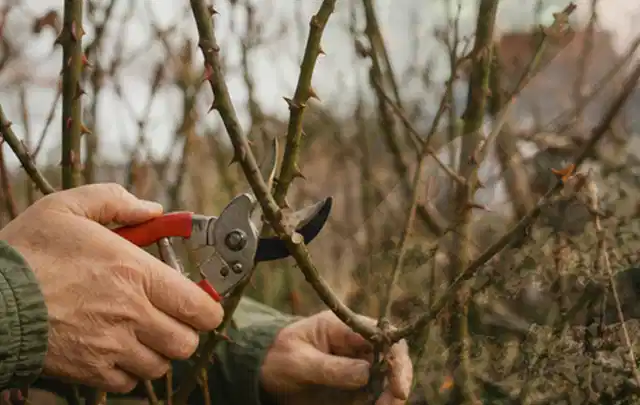 Hände schneiden einen älteren Rosenstrauch mit einer sauberen Gartenschere; Thema Stauden, Schwerpunkt Kaufberatung; Umsetzung.
