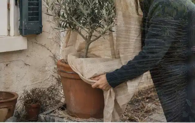 Person umhüllt eine mediterrane Kübelpflanze mit atmungsaktivem Winterschutz; Thema Stauden, Schwerpunkt Pflanzengesundheit; Kontrolle.