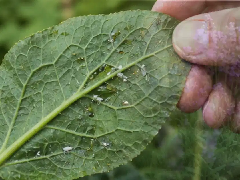 Hand hält ein Blatt mit kleinen hellen Schädlingen auf der Unterseite; Thema Stauden, Schwerpunkt Pflanzenschutz; Titelbild.