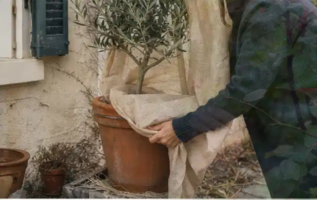 Person umhüllt eine mediterrane Kübelpflanze mit atmungsaktivem Winterschutz; Thema Stauden, Schwerpunkt Pflanzenschutz; Kontrolle.
