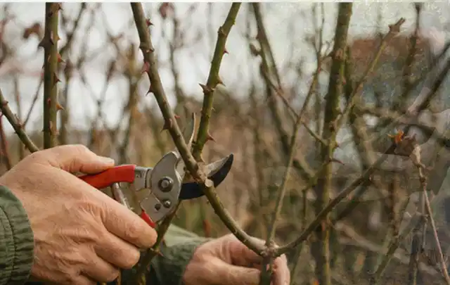 Hände schneiden einen älteren Rosenstrauch mit einer sauberen Gartenschere; Thema Stauden, Schwerpunkt Pflanzenschutz; Praxisalltag.