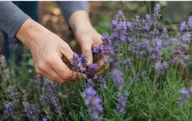 Hände pflegen blühenden Lavendel in einem natürlich angelegten Gartenbeet; Thema Stauden, Schwerpunkt Pflanzung; Umsetzung.