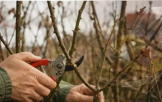 Hände schneiden einen älteren Rosenstrauch mit einer sauberen Gartenschere; Thema Stauden, Schwerpunkt Problemlösung; Ergebnis.