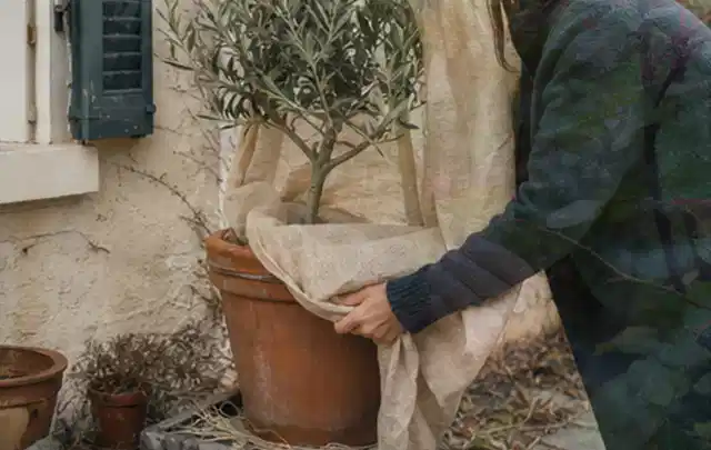 Person umhüllt eine mediterrane Kübelpflanze mit atmungsaktivem Winterschutz; Thema Stauden, Schwerpunkt Rückschnitt; Praxisalltag.