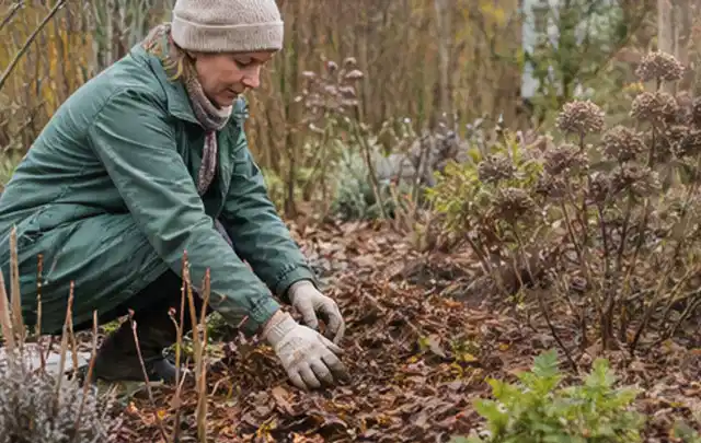 Person verteilt eine schützende Mulchschicht zwischen winterlichen Stauden; Thema Stauden, Schwerpunkt Sortenwahl; Ausgangslage.