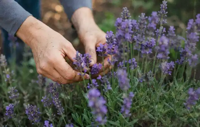 Hände pflegen blühenden Lavendel in einem natürlich angelegten Gartenbeet; Thema Stauden, Schwerpunkt Sortenwahl; Umsetzung.