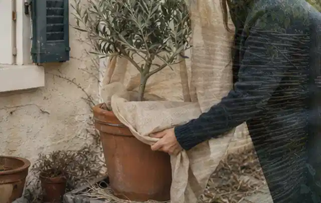 Person umhüllt eine mediterrane Kübelpflanze mit atmungsaktivem Winterschutz; Thema Stauden, Schwerpunkt Sortenwahl; Kontrolle.