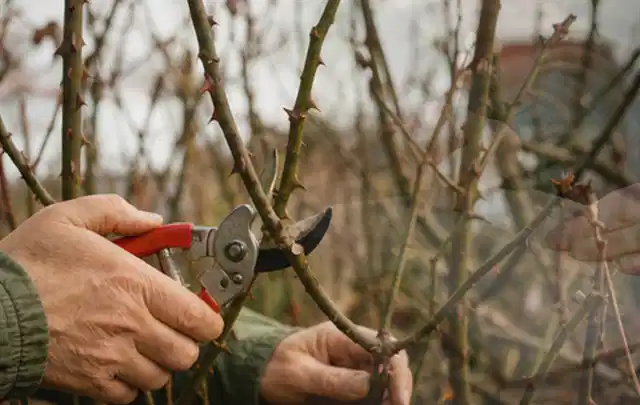 Hände schneiden einen älteren Rosenstrauch mit einer sauberen Gartenschere; Thema Stauden, Schwerpunkt Sortenwahl; Ergebnis.