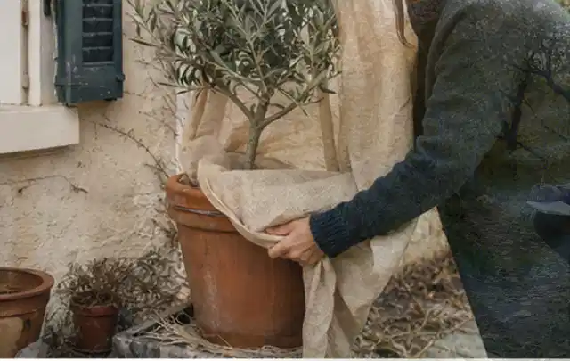 Person umhüllt eine mediterrane Kübelpflanze mit atmungsaktivem Winterschutz; Thema Stauden, Schwerpunkt Standort; Kontrolle.