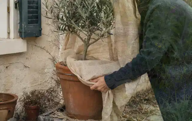 Person umhüllt eine mediterrane Kübelpflanze mit atmungsaktivem Winterschutz; Thema Stauden, Schwerpunkt Vermehrung; Ausgangslage.