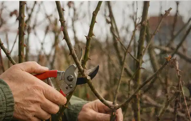 Hände schneiden einen älteren Rosenstrauch mit einer sauberen Gartenschere; Thema Stauden, Schwerpunkt Vermehrung; Umsetzung.