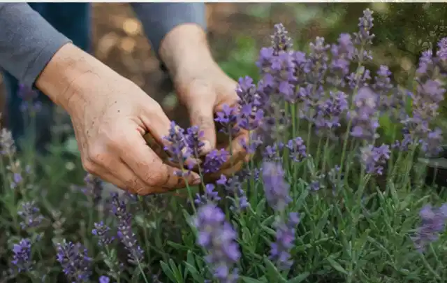Hände pflegen blühenden Lavendel in einem natürlich angelegten Gartenbeet; Thema Stauden, Schwerpunkt Winterpflege; Ausgangslage.